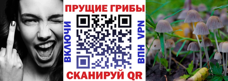 наркошоп  Ревда  Псилоцибиновые грибы GOLDEN TEACHER 